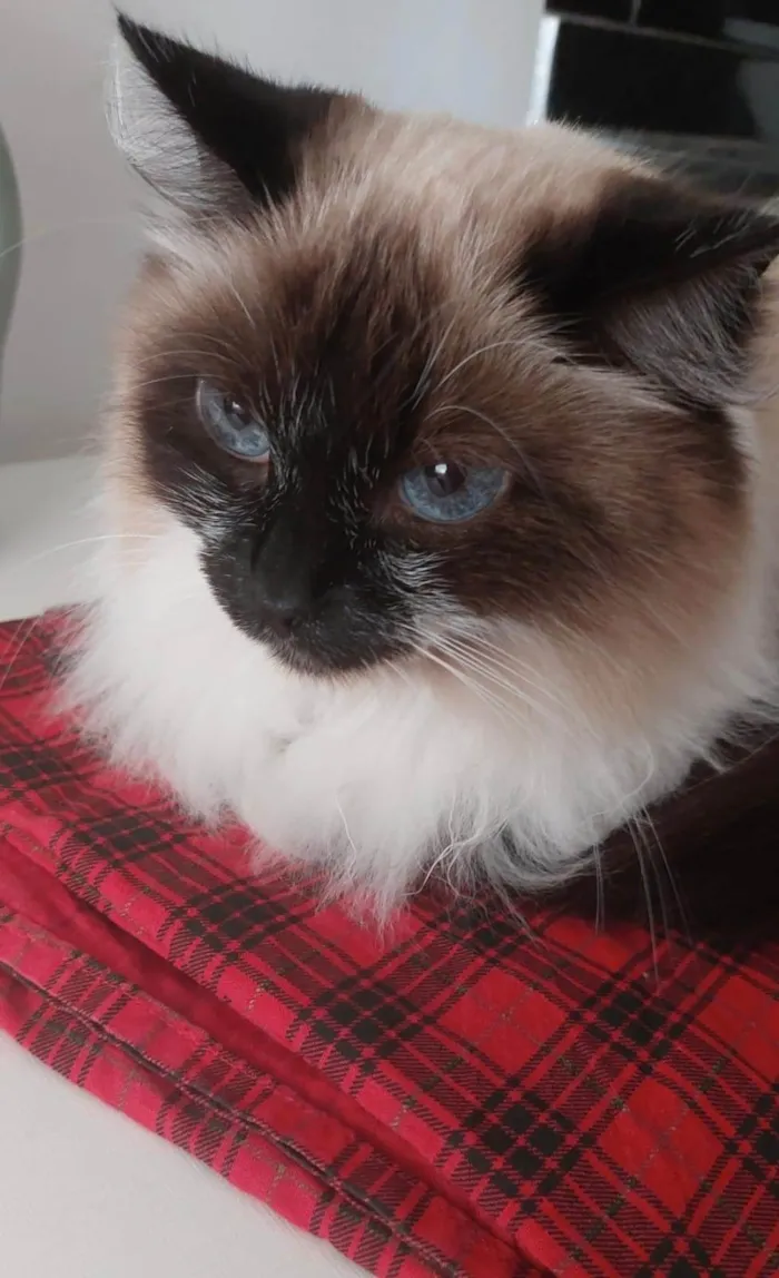 Gato ra a Sem raça  idade  nome Vênus