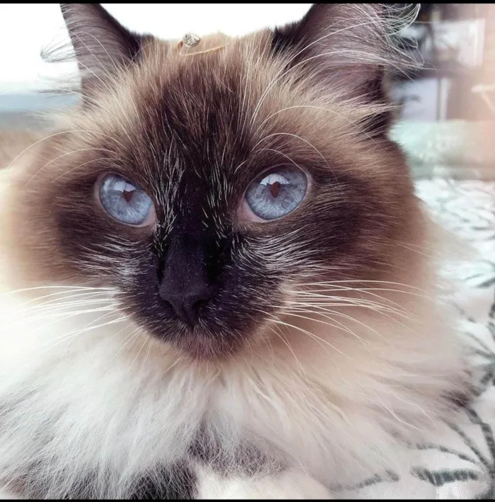 Gato ra a Sem raça  idade  nome Vênus
