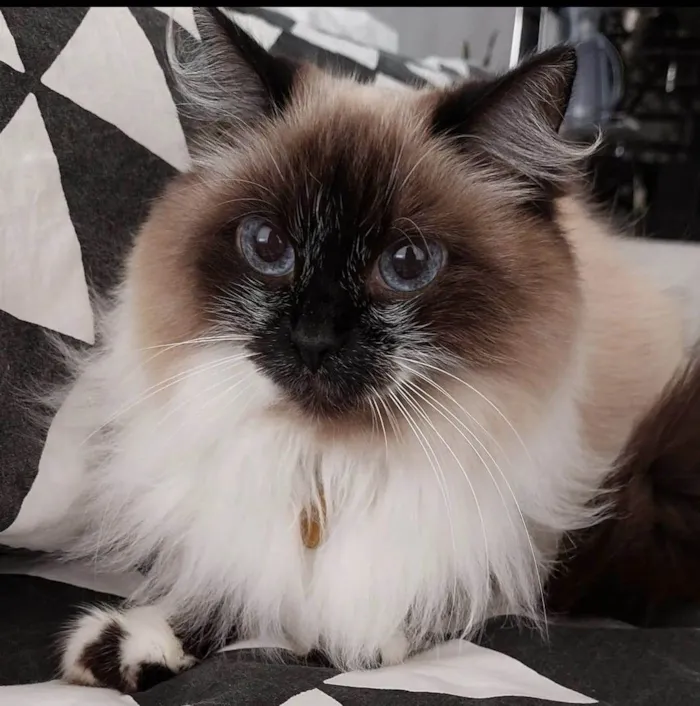 Gato ra a Sem raça  idade  nome Vênus