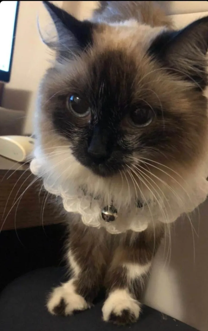 Gato ra a Sem raça  idade  nome Vênus