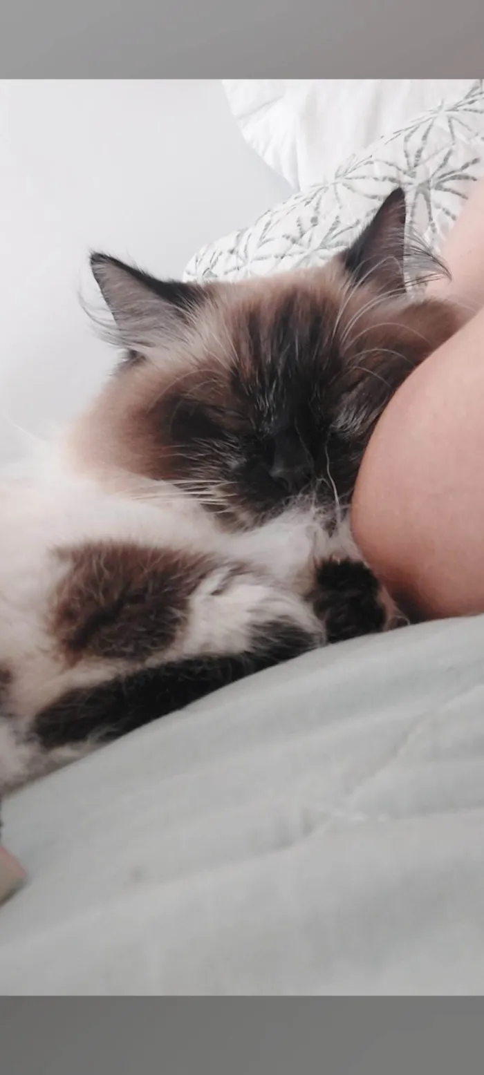 Gato ra a Sem raça  idade  nome Vênus
