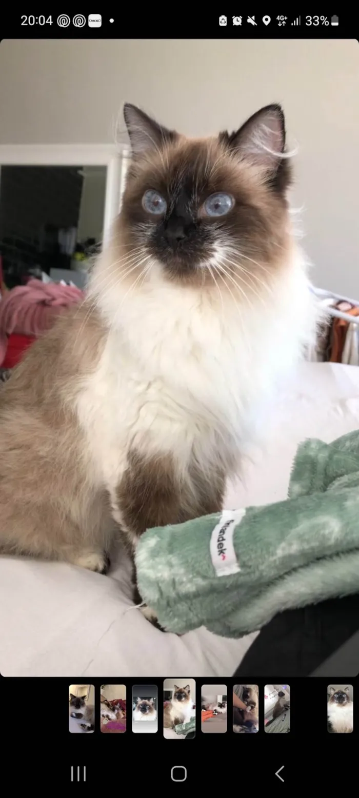 Gato ra a Sem raça  idade  nome Vênus