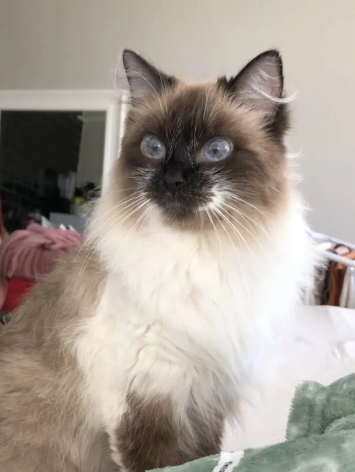Gato ra a Sem raça  idade  nome Vênus