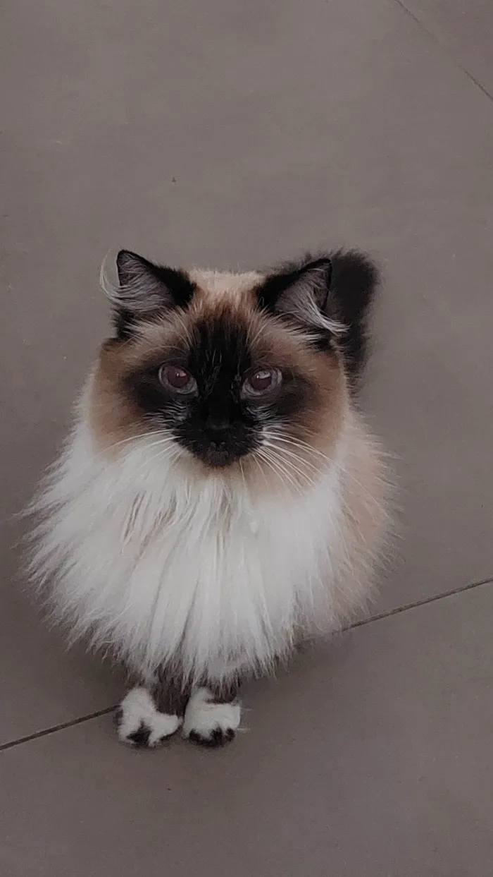 Gato ra a Sem raça  idade  nome Vênus