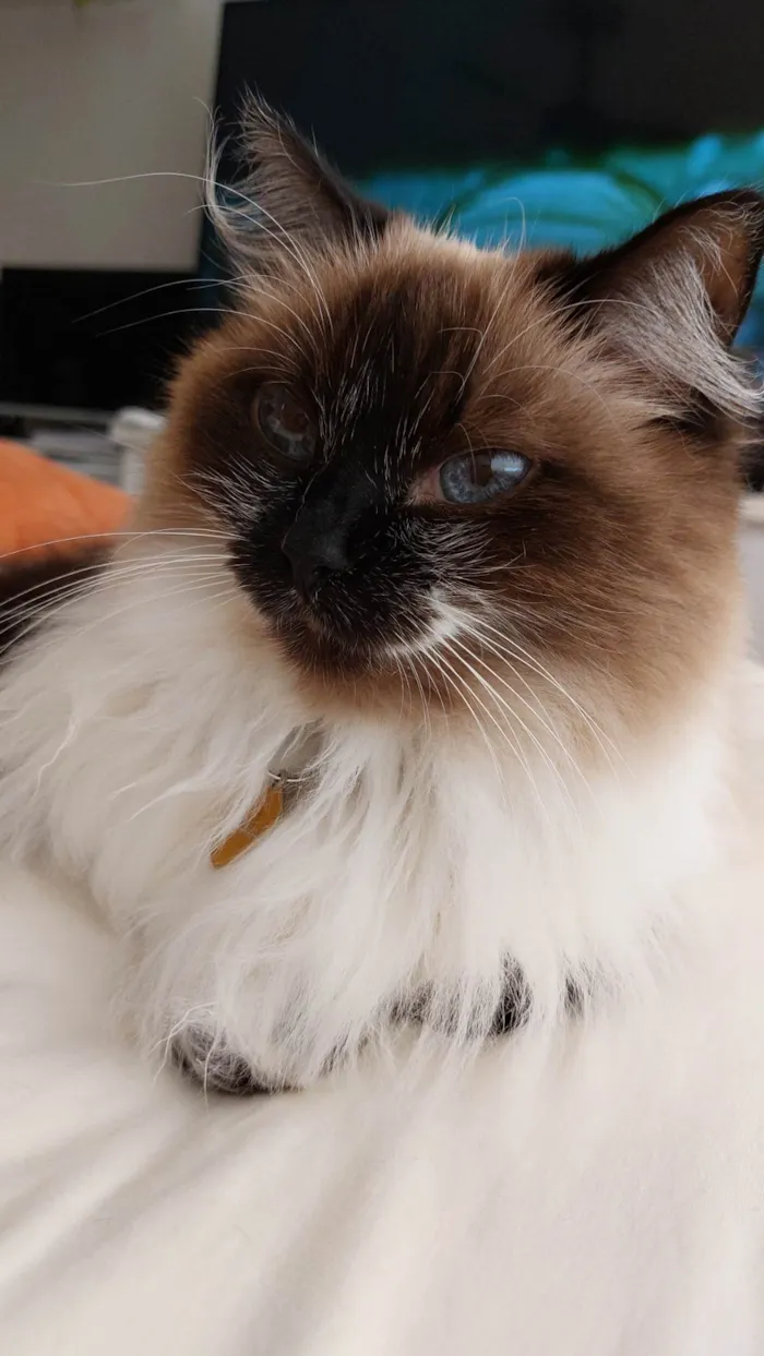 Gato ra a Sem raça  idade  nome Vênus