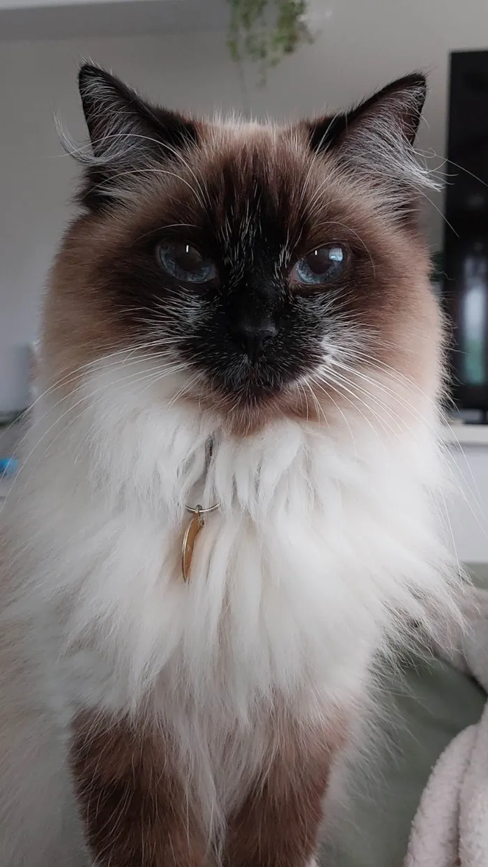 Gato ra a Sem raça  idade  nome Vênus