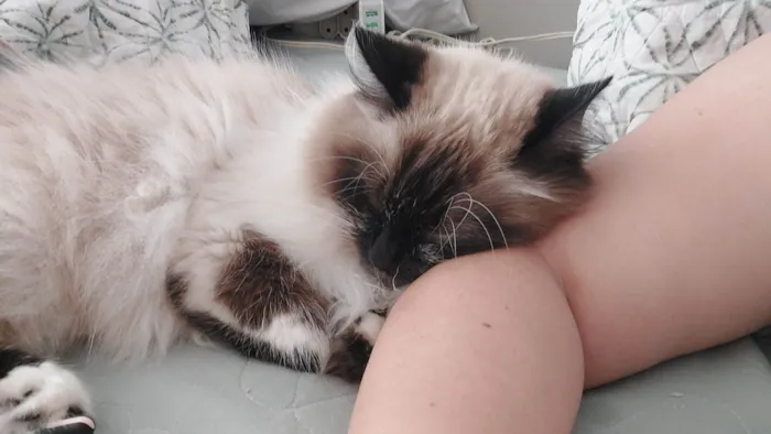 Gato ra a Sem raça  idade  nome Vênus