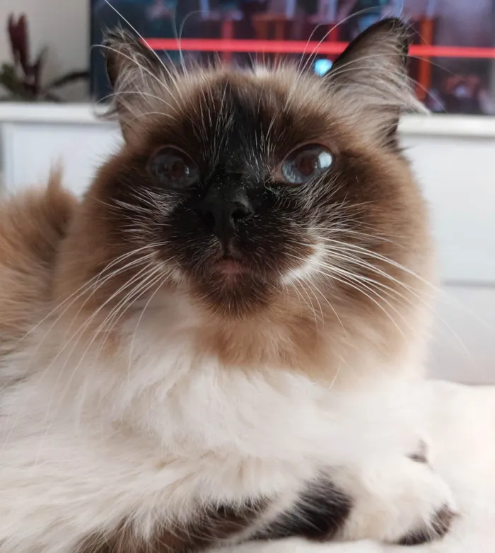 Gato ra a Sem raça  idade  nome Vênus
