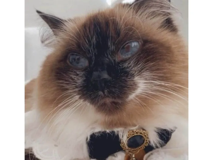 Gato ra a Sem raça  idade  nome Vênus
