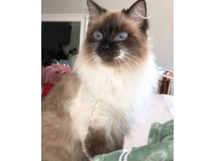 Gato ra a Sem raça  idade  nome Vênus