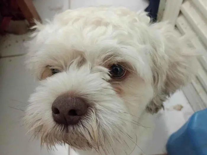 Cachorro ra a Mestico  idade 7 a 11 meses nome Bingo