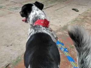 Cachorro raça Vira lata idade 3 anos nome Dudu