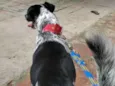 Dudu