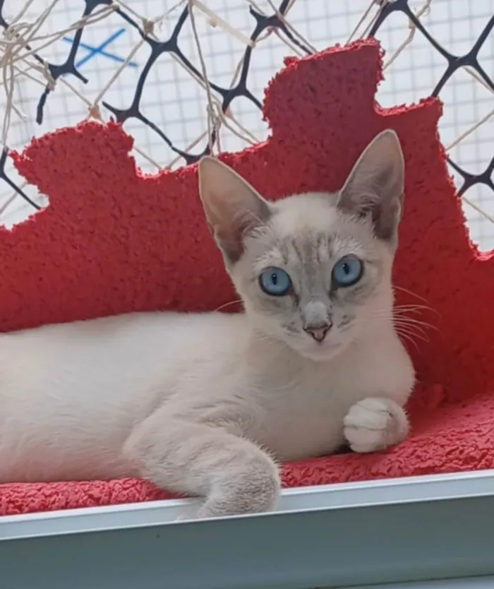 Gato ra a SRD-ViraLata idade 2 a 6 meses nome Iana