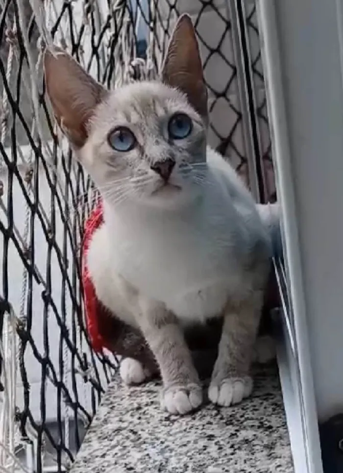 Gato ra a SRD-ViraLata idade 2 a 6 meses nome Iana