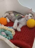 Dalila 