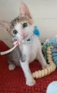 Dalila 