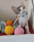 Dalila 