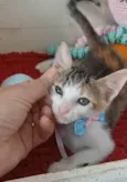 Dalila 