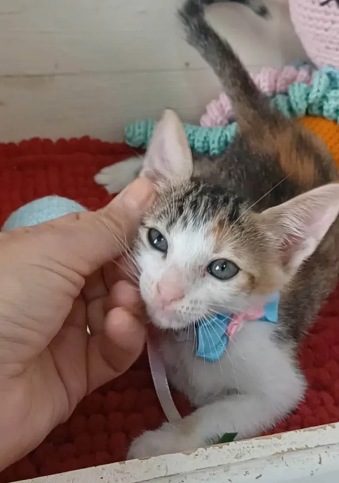 Gato ra a SRD-ViraLata idade 2 a 6 meses nome Dalila 