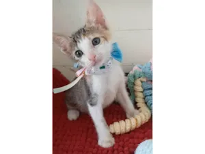 Gato raça SRD-ViraLata idade 2 a 6 meses nome Dalila 