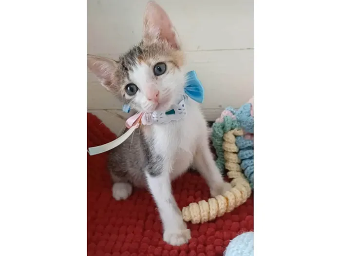 Gato ra a SRD-ViraLata idade 2 a 6 meses nome Dalila 