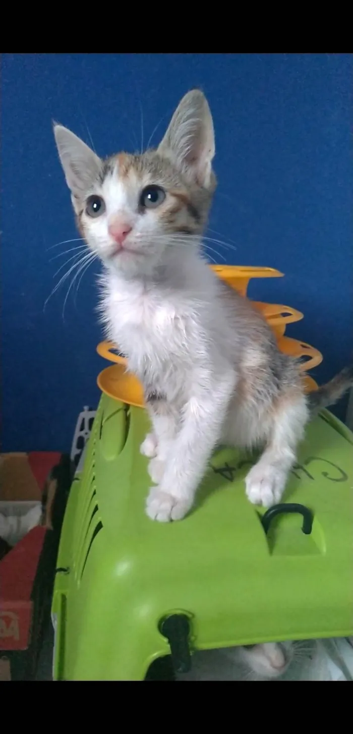 Gato ra a SRD-ViraLata idade 2 a 6 meses nome Alicia 