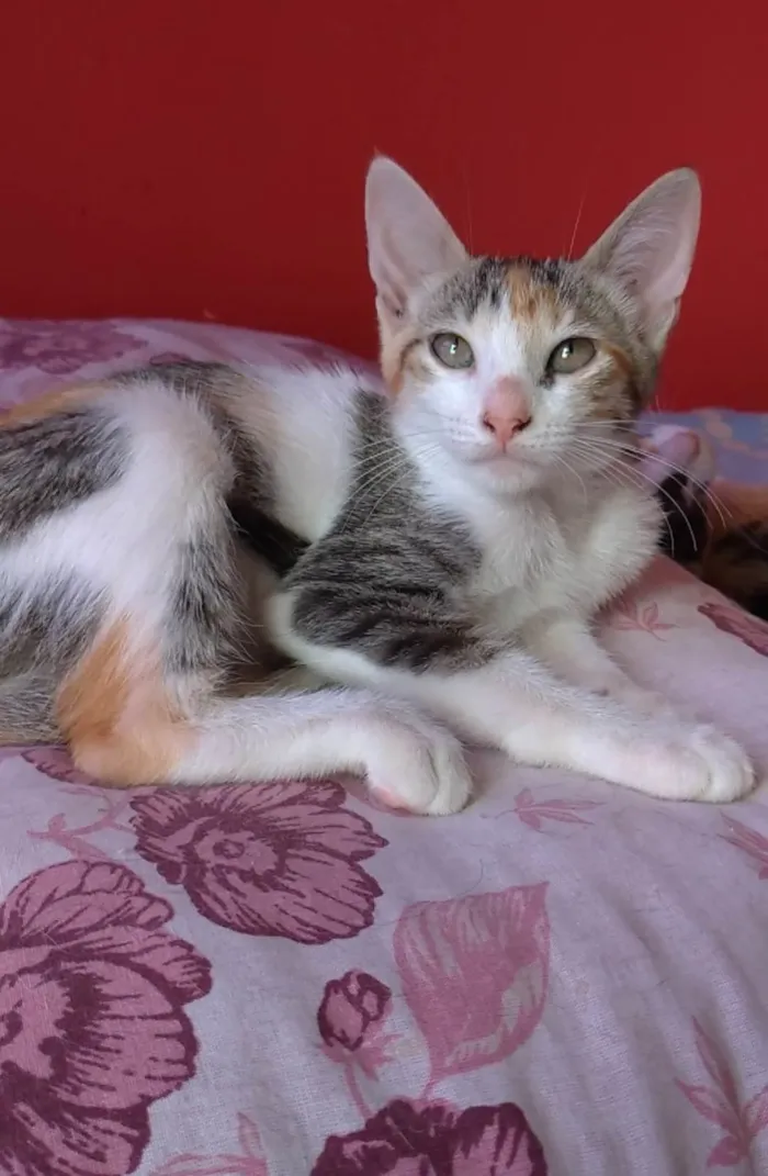 Gato ra a SRD-ViraLata idade 2 a 6 meses nome Alicia 