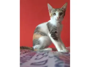 Gato raça SRD-ViraLata idade 2 a 6 meses nome Alicia 