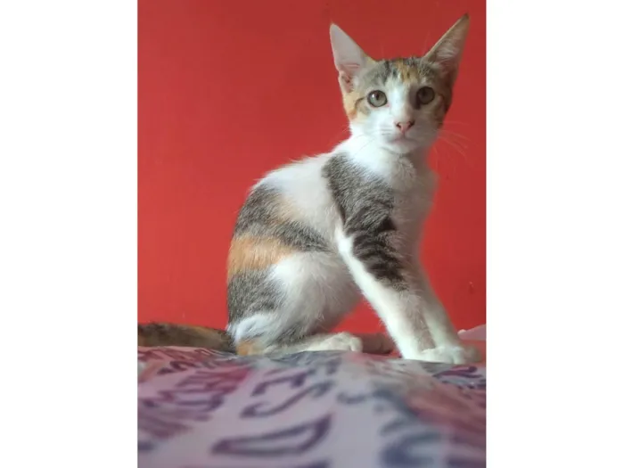 Gato ra a SRD-ViraLata idade 2 a 6 meses nome Alicia 
