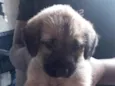 Tobby