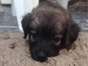 Cachorro raça SRD-ViraLata idade Abaixo de 2 meses nome Lia