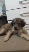 Lua