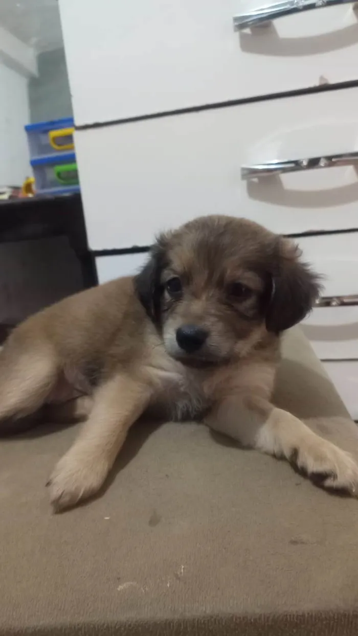Cachorro ra a SRD-ViraLata idade Abaixo de 2 meses nome Lua