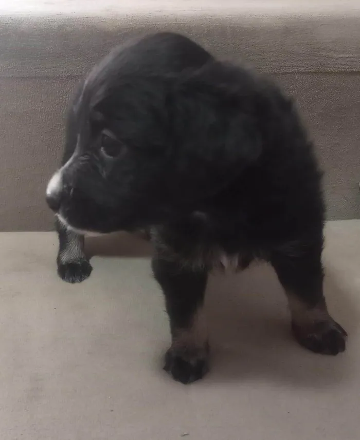 Cachorro ra a SRD-ViraLata idade Abaixo de 2 meses nome Lily