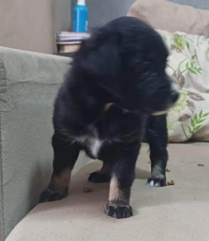 Cachorro ra a SRD-ViraLata idade Abaixo de 2 meses nome Lily