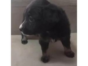 Cachorro raça SRD-ViraLata idade Abaixo de 2 meses nome Lily