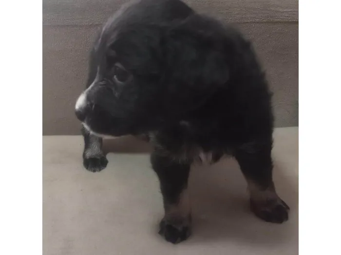 Cachorro ra a SRD-ViraLata idade Abaixo de 2 meses nome Lily