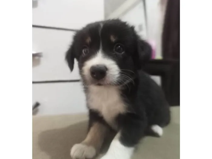 Cachorro ra a SRD-ViraLata idade Abaixo de 2 meses nome Lila