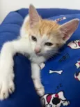 Gatinhos