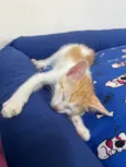 Gatinhos