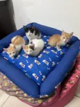 Gatinhos