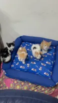 Gatinhos