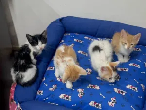 Gato raça SRD-ViraLata idade Abaixo de 2 meses nome Gatinhos 