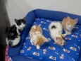 Gatinhos