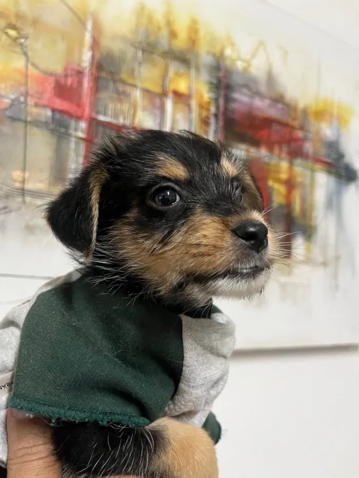 Cachorro ra a SRD-ViraLata idade Abaixo de 2 meses nome Flea