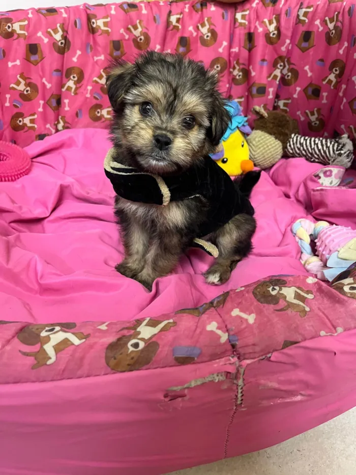 Cachorro ra a SRD-ViraLata idade Abaixo de 2 meses nome Fly