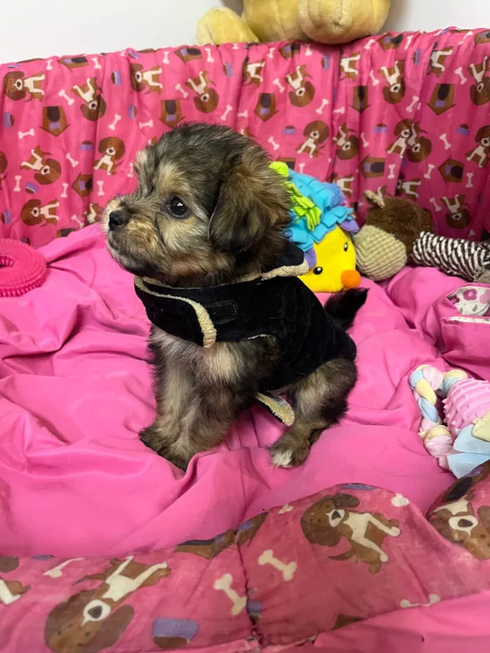 Cachorro ra a SRD-ViraLata idade Abaixo de 2 meses nome Fly