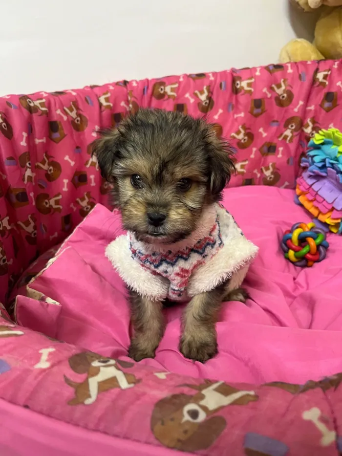 Cachorro ra a SRD-ViraLata idade Abaixo de 2 meses nome Fly