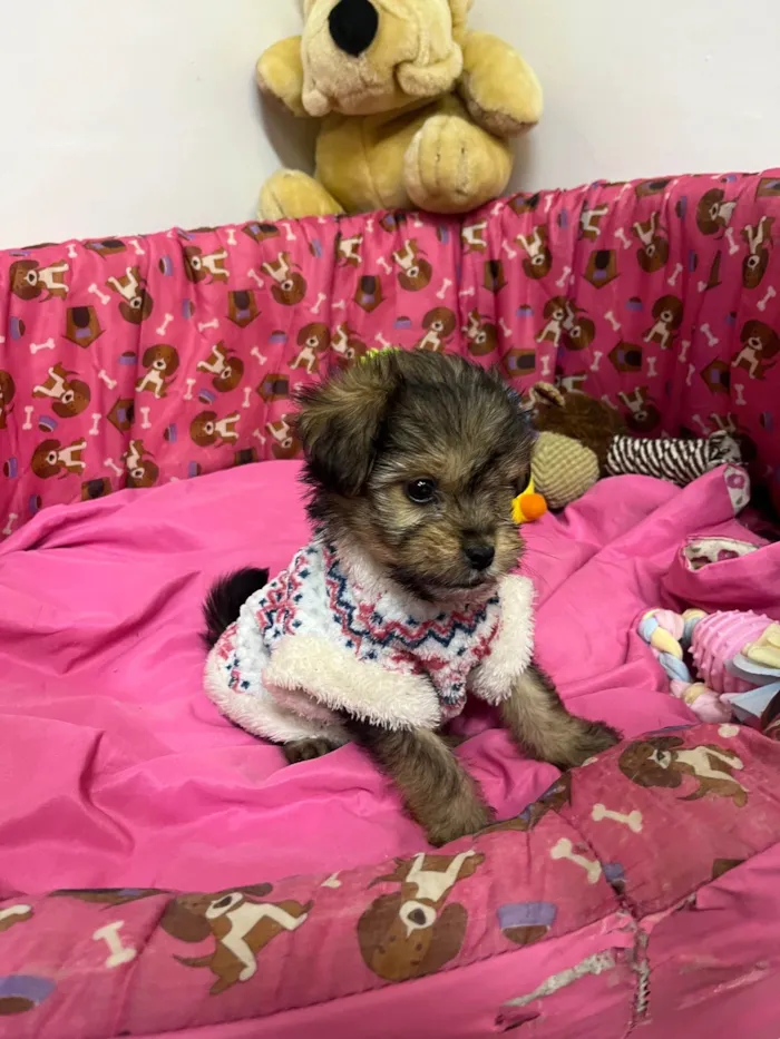 Cachorro ra a SRD-ViraLata idade Abaixo de 2 meses nome Fly